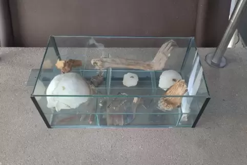 Diese Glasvitrine mit menschlichen Überresten wurde in der Gilgenstraße 13 abgestellt. 