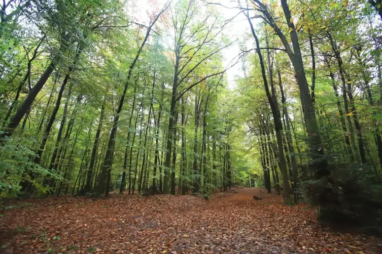 Unterhalb des Liebfrauenbergs in Bad Bergzabern stehen einige besonders wertvolle Kastanienb&auml;ume. 
