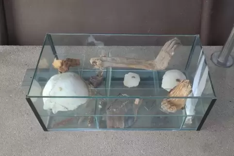Die Glasvitrine mit den menschlichen Überresten. 