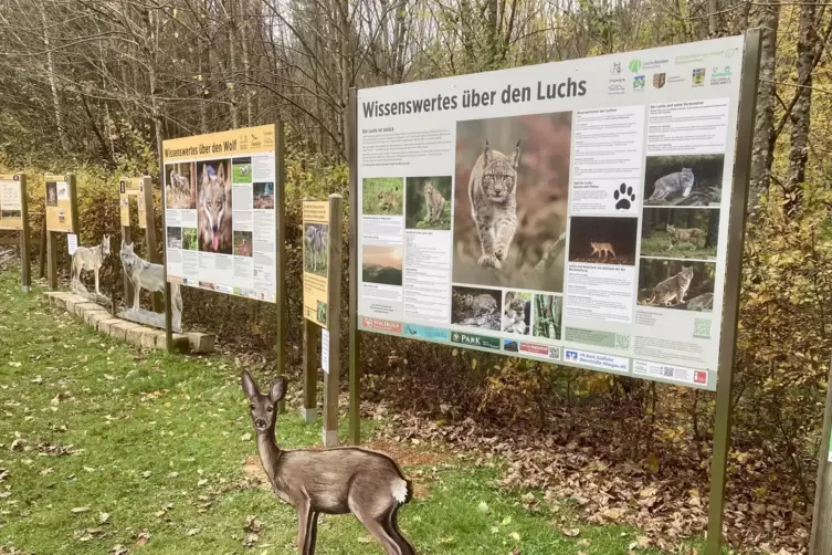 Die Luchsstation informiert nun neben der Wolfstation an der Pf&auml;lzerwaldh&uuml;tte Dahn. In B&auml;lde k&ouml;nnten noch Infotafeln zum Goldsch