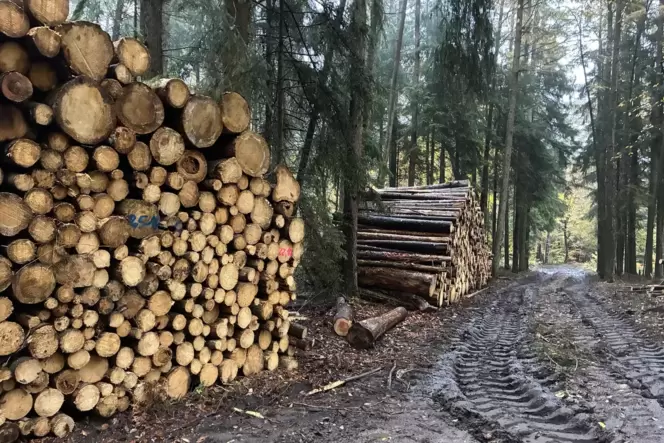 Überall in dem Waldstück nahe Hermersbergerhof sind Baumstämme zu hohen Poltern aufgetürmt. Überall in dem Waldstück nahe Hermersbergerhof sind Baumstämme zu hohen Poltern aufgetürmt.