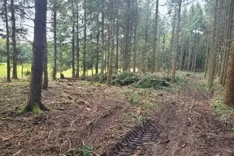 Der Harvester hat tiefe Spuren im Waldboden hinterlassen. 