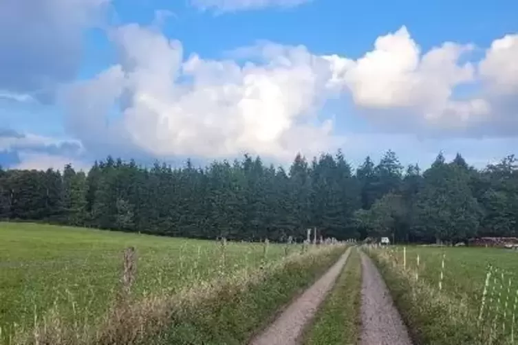 Hier der Waldrand vor den Baumf&auml;llungen.
