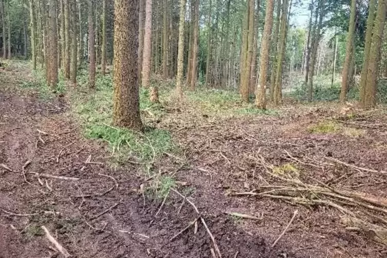 Das Waldst&uuml;ck am Hermersbergerhof hat zahlreiche B&auml;ume eingeb&uuml;&szlig;t. &bdquo;Alles Schadholz&ldquo;, sagt der Forst. 