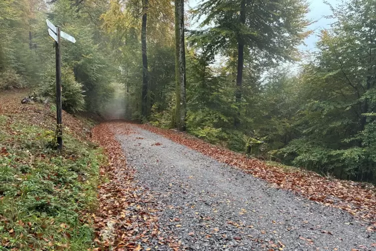 15 Lkw voll Schotter, &bdquo;die in den Wald gesch&uuml;ttet wurden&ldquo;, wie die Anwohner beerichten. Damit seien die Wege ausgebessert worden
