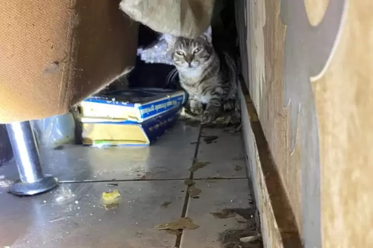 Einsatz im Juli 2020: Die Berufstierrettung Rhein Neckar befreite in Winnweiler 40 Katzen aus einem völlig verwahrlosten Haus – 
