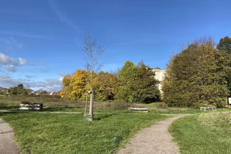 Aber: Der Neubau m&uuml;sste auf der letzten Fl&auml;che errichtet werden, auf der man in Landau noch Kleing&auml;rten schaffen k&ouml;nnte. 