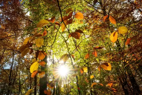 Noch ein paar sonnige Herbststunden bietet die kommende Woche.
