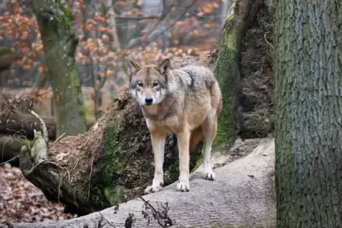 Frühzeitiger Herdenschutz helfe, spätere Wolfsangriffe auf Nutztiere zu vermeiden, rufen die Kluwo-Experten Tierhalter zum schne