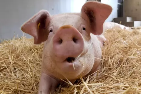Das Thema Ernährung wirft viele Fragen auf. Es geht auch um das Tierwohl.