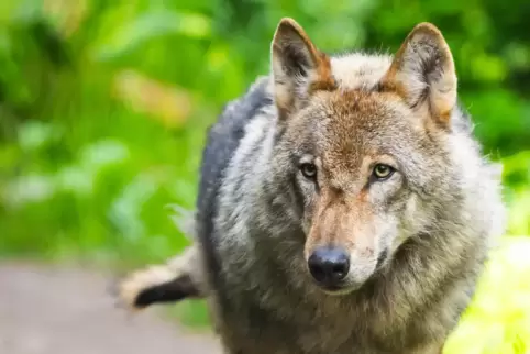 Seit Ende Juni streift ein Jungwolf durch die Südpfalz. 