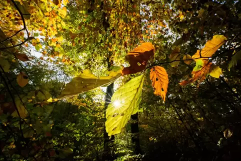 Wer das ruhige und milde Herbstwetter genießen möchte, hat vorerst nur noch am Donnerstag und Freitag Gelegenheit dazu.