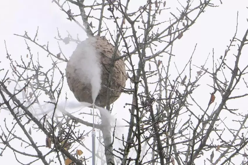 Mit einem kräftigen Sprühstrahl wird das Gift im Nest verbreitet.