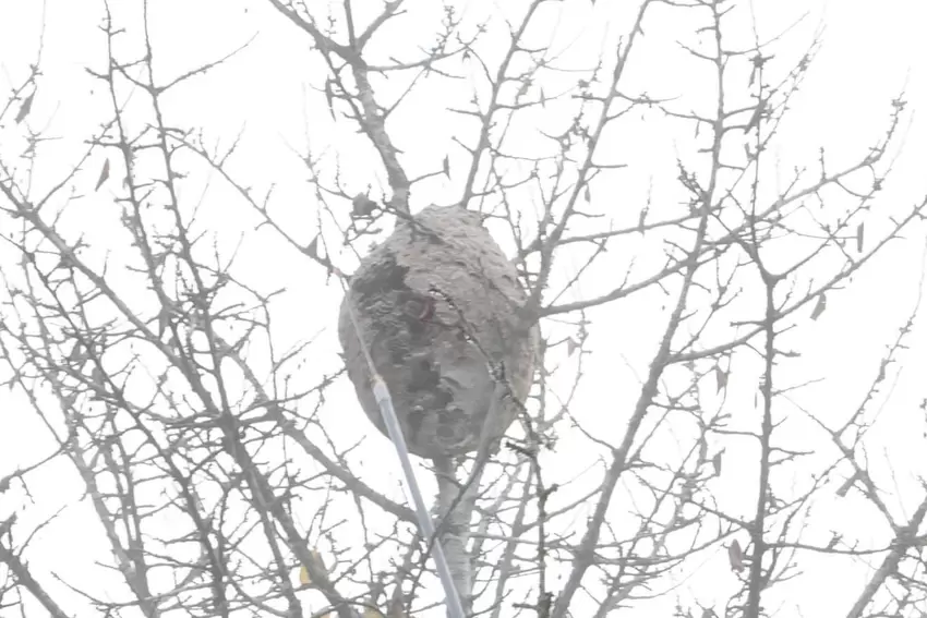 Nach dem Vergiften wird das Nest der Hornissen mit der Lanze aufgerissen.