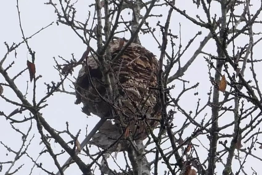 So sieht das schon stark zerstörte Nest im Baum aus.