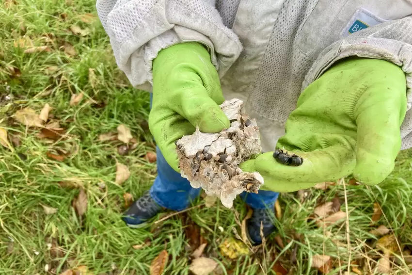Bärbel Klein zeigt Reste aus dem Innern des Nests mit den fast fertigen Larven.