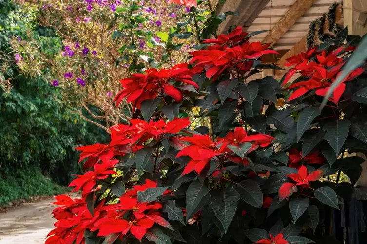 Wie man Weihnachtssterne zum Errten bringt - Im Garten - DIE RHEINPFALZ