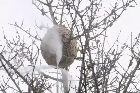 Mit einem kräftigen Sprühstrahl wird das Gift im Nest verbreitet. 