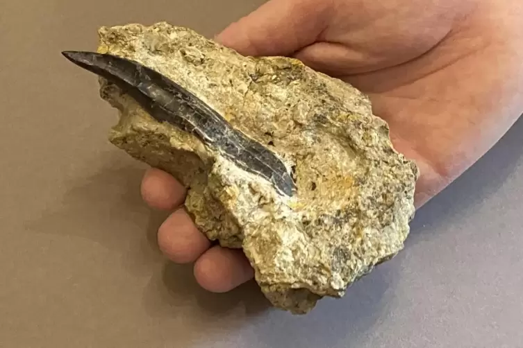 Der Allosaurus muss ein recht bissiger Dino gewesen sein, wie sein Zahn beweist.