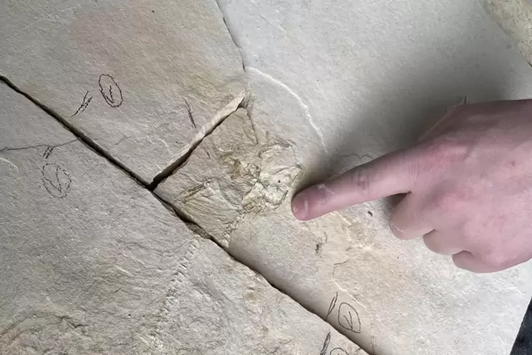 Dieser fossile Fisch, verewigt in br&ouml;ckeligem Gestein, harrt seiner Pr&auml;parierung. 