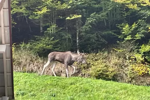 Ein Elch unbekannter Herkunft wurde im vergangenen Monat im Schwarzwald gesichtet.