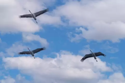 Einen klaren Himmel mit unterstützender Thermik lieben die Kraniche bei ihrem Flug nach Süden.