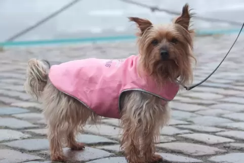Einen Hund zu halten, wird in Harthausen teurer. 