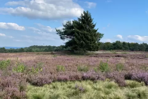 mehlingerheide