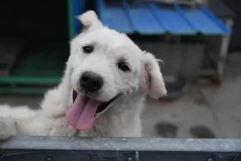 Sollte es eine Steuerermäßigung geben, wenn Menschen einen Hund aus dem Tierheim aufnehmen?