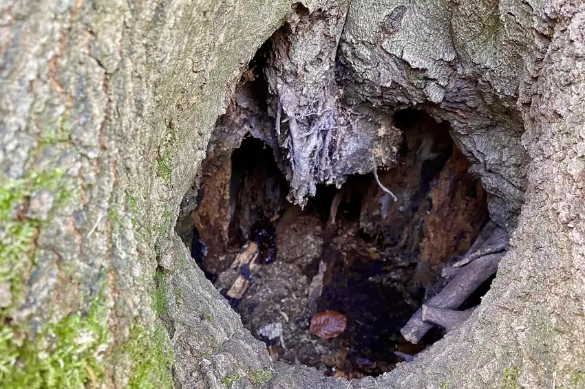 Blick in eine Mulmhöhle.