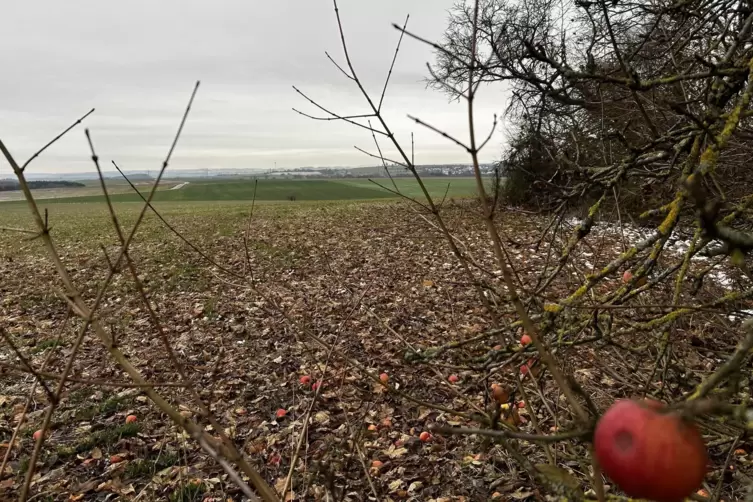 Die m&ouml;gliche Fl&auml;che vom Schmitshauser Aussichtsturm aus gesehen. Links verl&auml;uft die Stra&szlig;e Richtung Reifenberg. 
