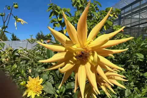 Wer so schöne Dahlien will, der holt die Knollen über Winter besser in den Keller.