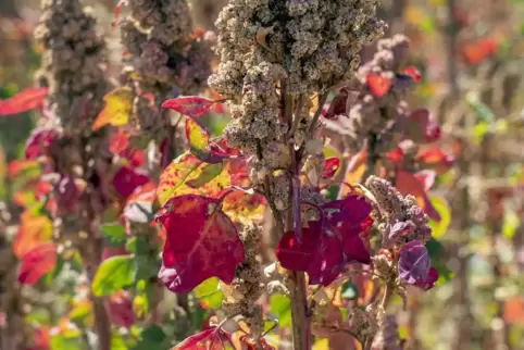 Ein Quinoa-Korn ist kaum halb so groß wie ein Stecknadelkopf. 