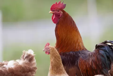 Der stolze Hahn und seine Henne müssen sich noch ein bisschen gedulden. Noch gilt wegen der Vogelgrippe die Stallpflicht. 