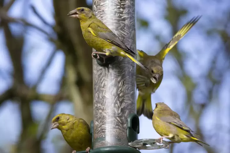 Futters&auml;ulen in Zeiten der Vogelgrippe aufzuh&auml;ngen, ist m&ouml;glich. Singv&ouml;gel wie diese Gr&uuml;nfinken gelten nicht als gef&auml;hrdet. 