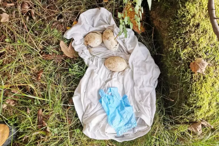 Die drei Eier am Fundort an der Bushaltestelle &bdquo;Eisenschmelz&ldquo; bei Trippstadt. 