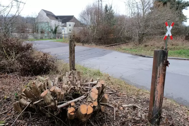 Gestr&uuml;pp wird zur&uuml;ckgeschnitten.