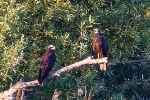Zwei der drei im Schilf bei Rodenbach aufgewachsenen Rohrweihen haben sich fotografieren lassen. 