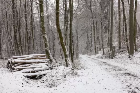 Das Ökosystem Wald lebt im Winter im Verborgenen. Dieses Symbolfoto entstand im Taunus.