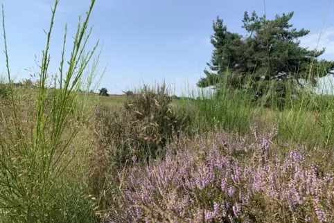 Früher militärisch genutzt, bietet die Mehlinger Heide heute seltenen Pflanzen und Tieren ein Zuhause. Außerdem zieht sie viele 