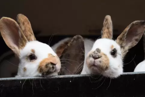 Soo süß: Kaninchen. 14 Tiere wurden nun in Speyer aus unhaltbaren Zuständen geborgen.