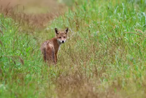 Ein Fuchs wurde positiv getestet. 
