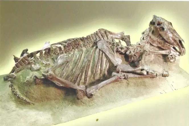 Eine Farbfotografie von Lissy wurde im Postkartenformat als Einladung zur Präsentation des Pferdeskeletts im Juni 2002 erstellt. Eine Farbfotografie von Lissy wurde im Postkartenformat als Einladung zur Präsentation des Pferdeskeletts im Juni 2002 erstellt.