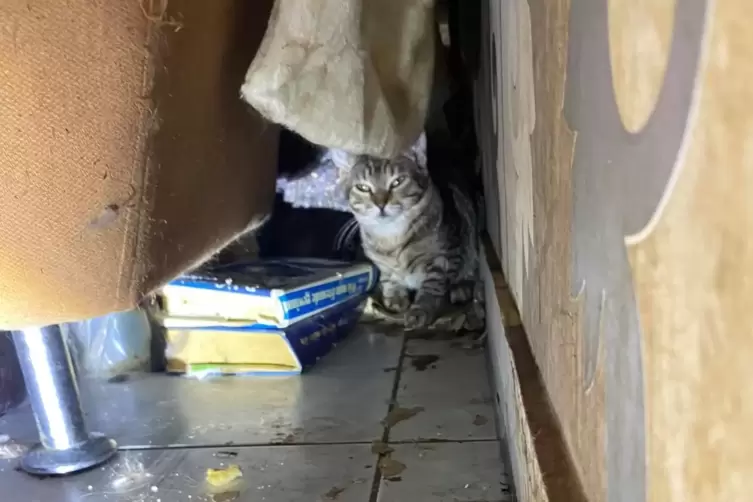 Ein neuer Fall von verwahrlosten Katzen? N&ouml;. Das war Quatsch! 