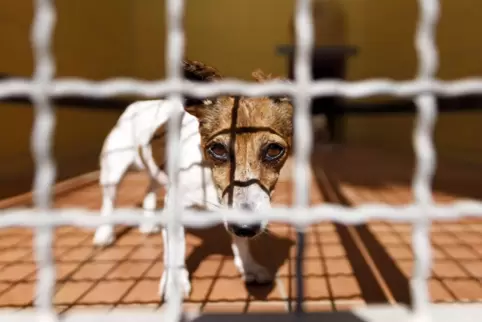 Der Verein engagiert sich für Tiere in Not.