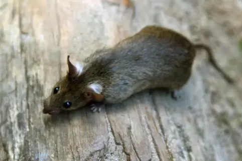 Ratte: unbeliebter Nager. Ratte: unbeliebter Nager.