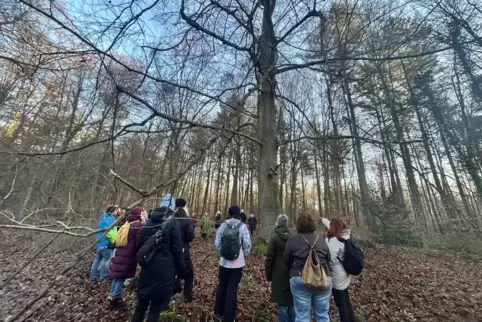 Michaela Stöhr führt die Teilnehmer durch den Bienwald und hat dabei viel zu erzählen. 