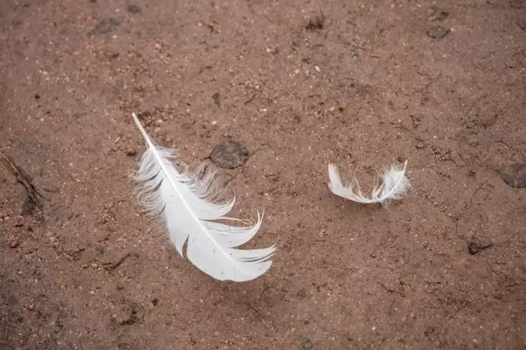 Die Vogelgrippe ist wieder da. Der Kreis ruft eine Stallpflicht aus. Das hilft bei der Bienenseuche Amerikanische Faulbrut, die 