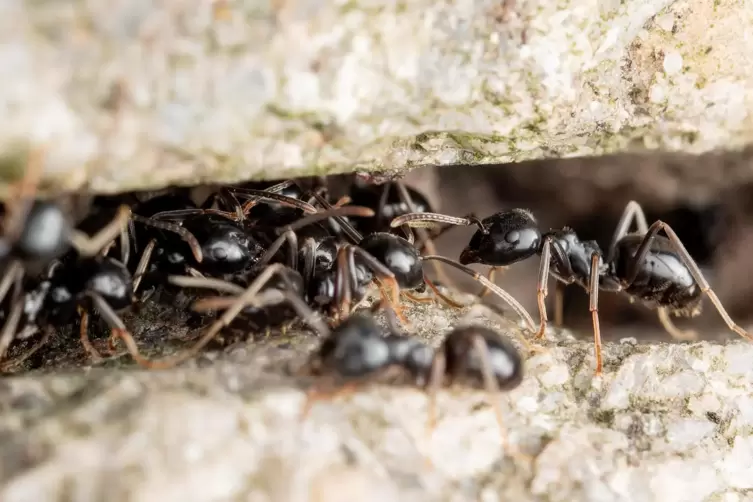 Die Ameisen der Art Tapinoma magnum breiten sich rasant in der S&uuml;dpfalz aus. 