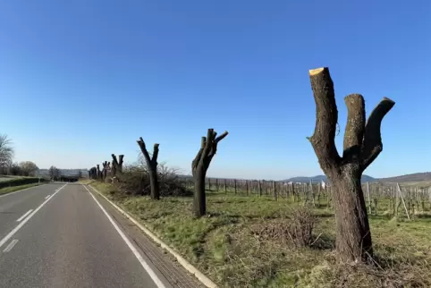 Der radikale Kahlschlag der Mandelbäume zwischen Schweigen-Rechtenbach und Oberotterbach erhitzte die Gemüter. 